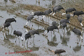 Hooded Crane