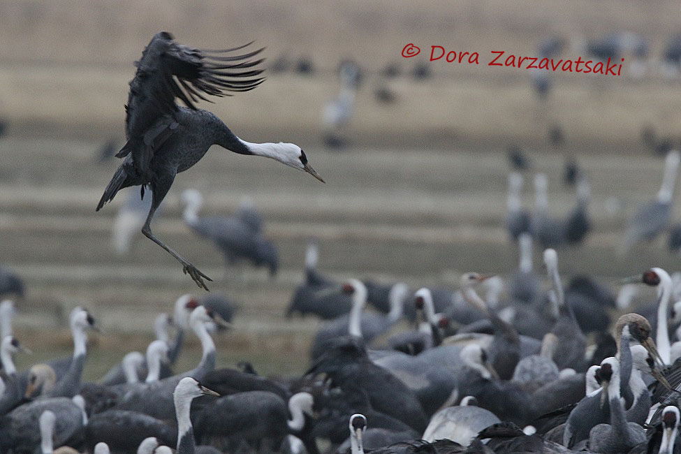 Hooded Crane