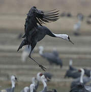 Hooded Crane