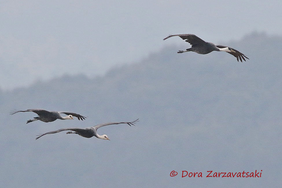 Hooded Crane