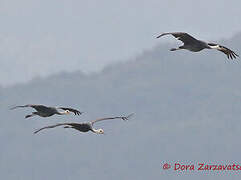 Hooded Crane