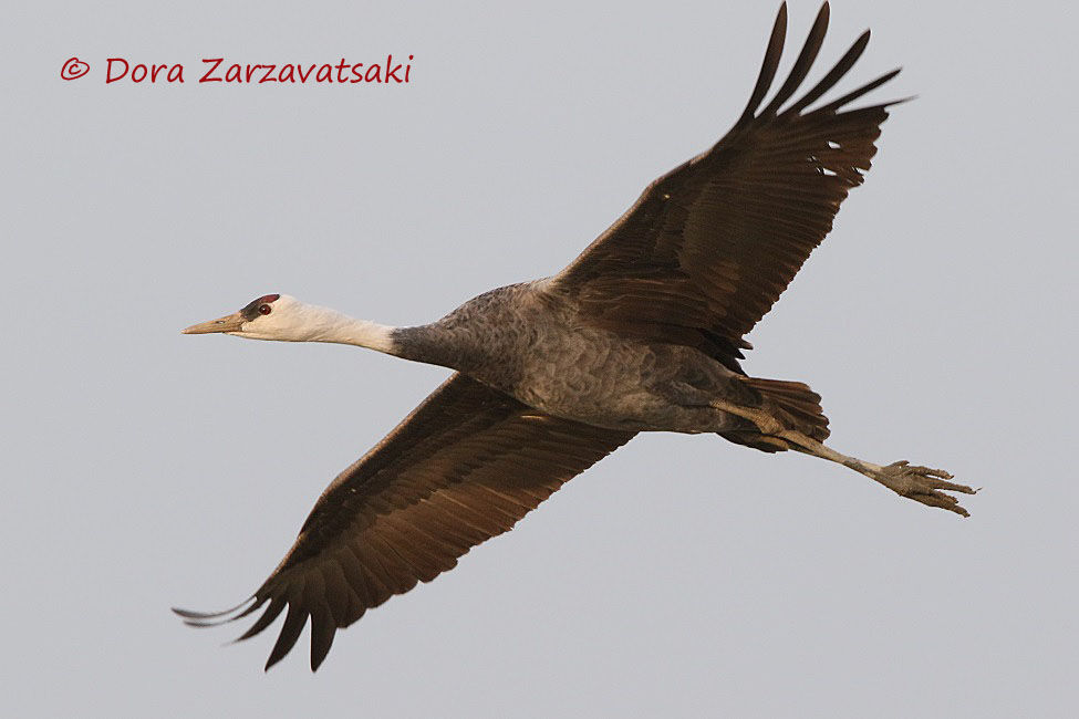 Hooded Crane