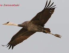 Hooded Crane