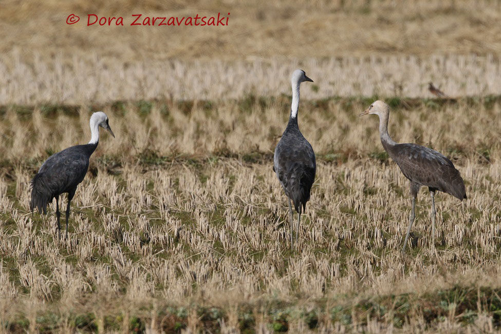 Hooded Crane