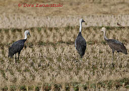 Hooded Crane