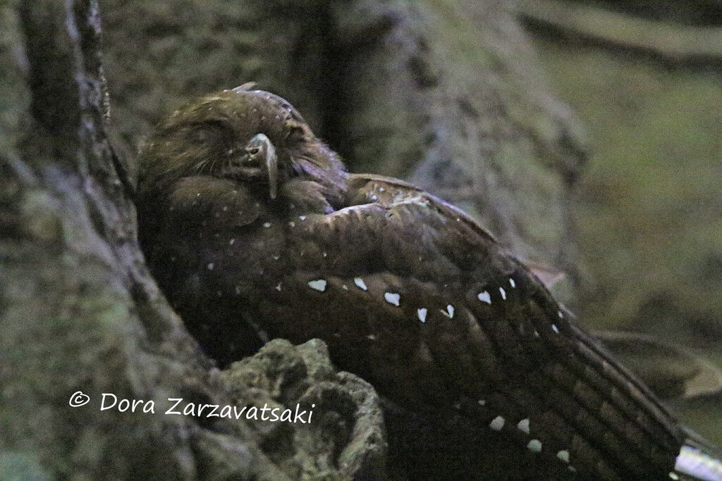 Guacharo des cavernesadulte, identification