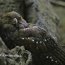Guacharo des cavernes