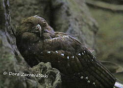 Guacharo des cavernes