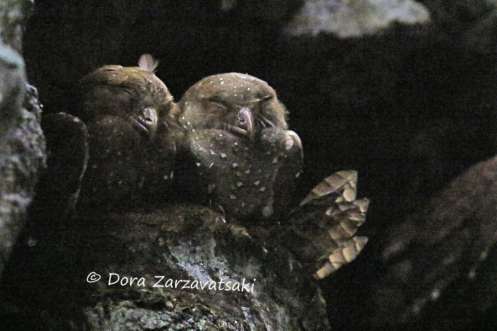 Guacharo des cavernesadulte nuptial, habitat