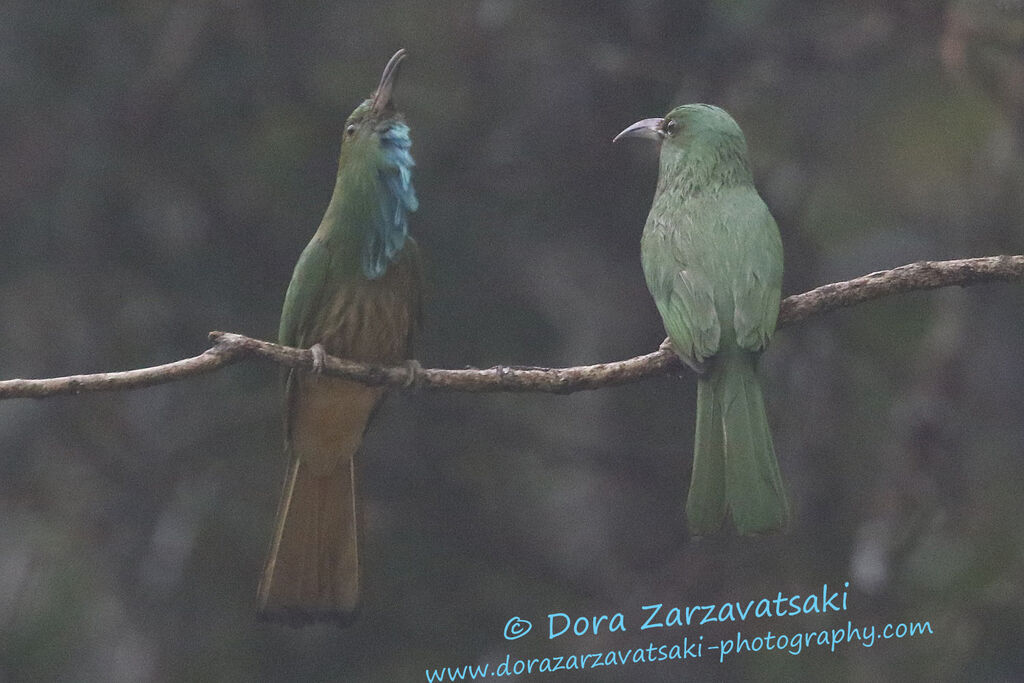 Blue-bearded Bee-eater