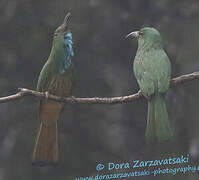 Blue-bearded Bee-eater