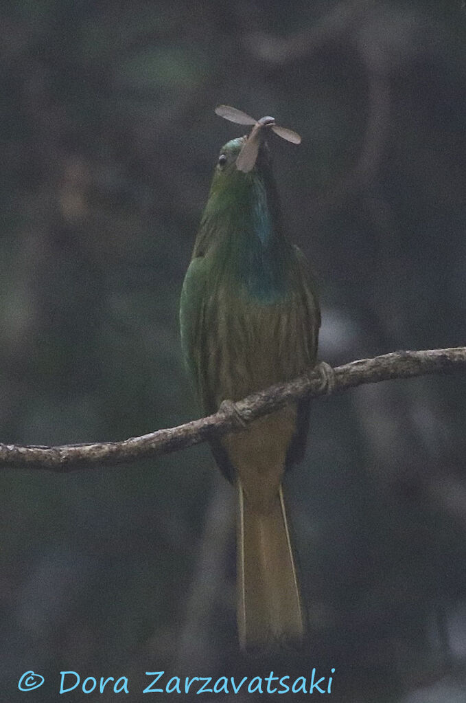 Guêpier à barbe bleueadulte, mange