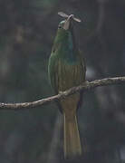 Blue-bearded Bee-eater