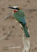 White-fronted Bee-eater