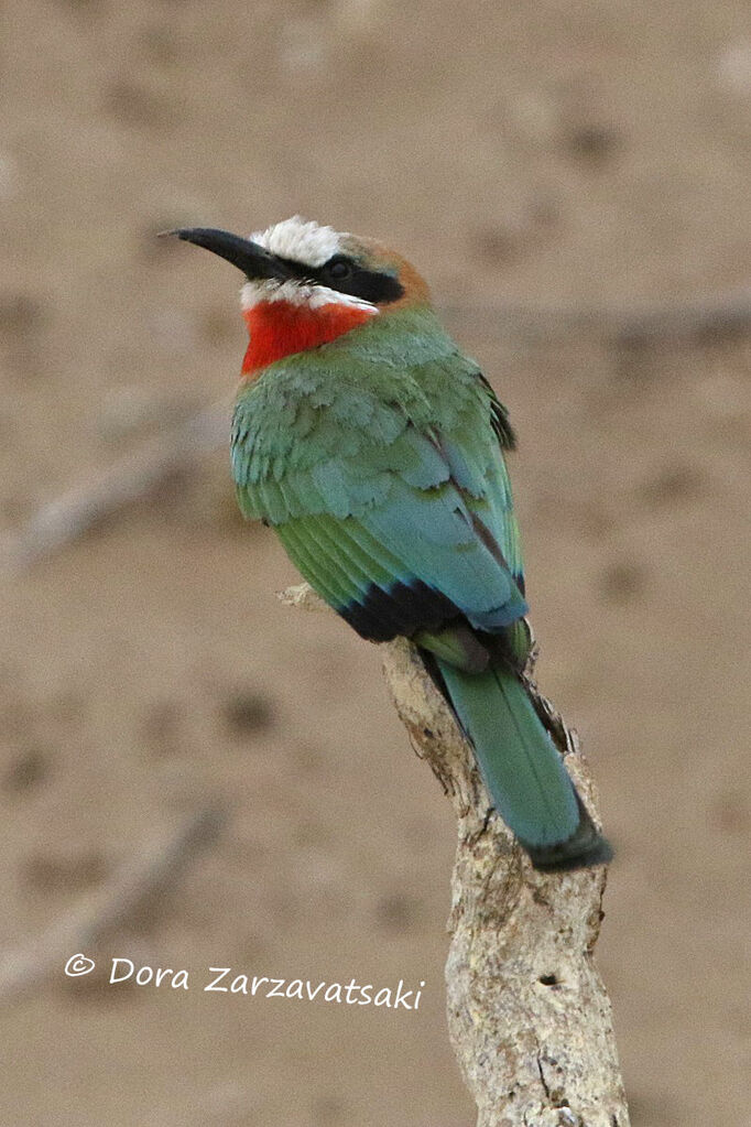 White-fronted Bee-eateradult