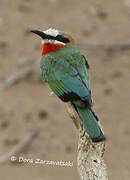 White-fronted Bee-eater