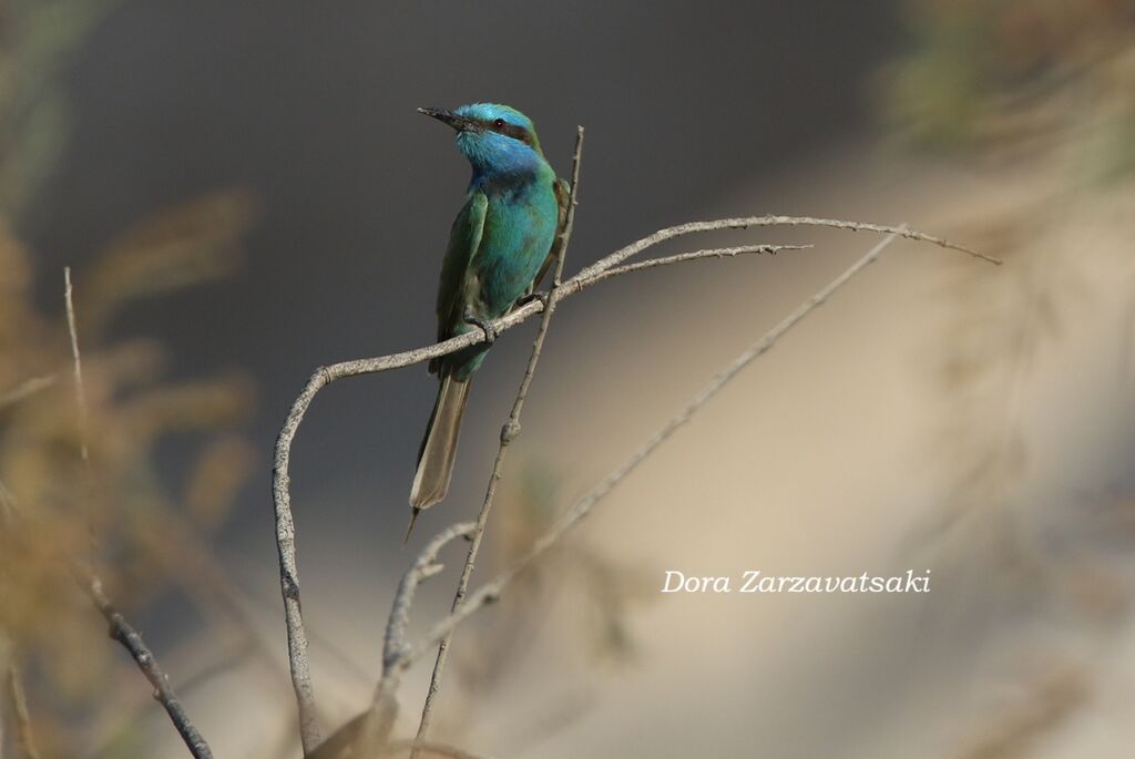Guêpier à sourcils bleus