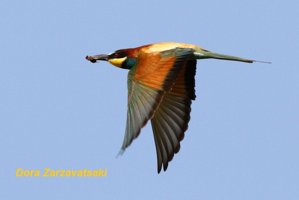 European Bee-eater