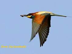 European Bee-eater