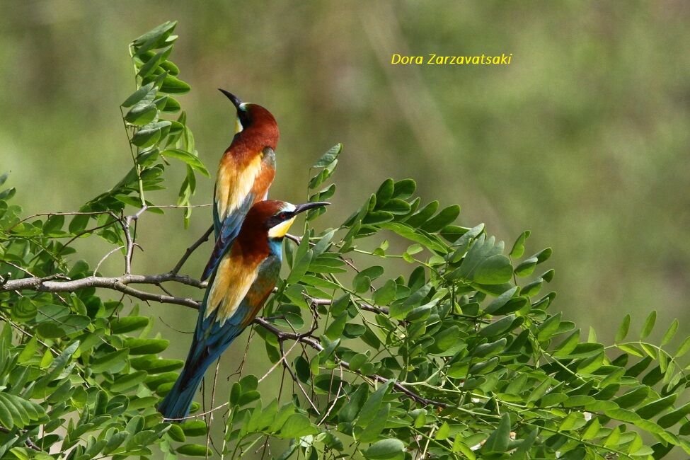 European Bee-eater