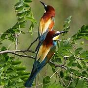 European Bee-eater