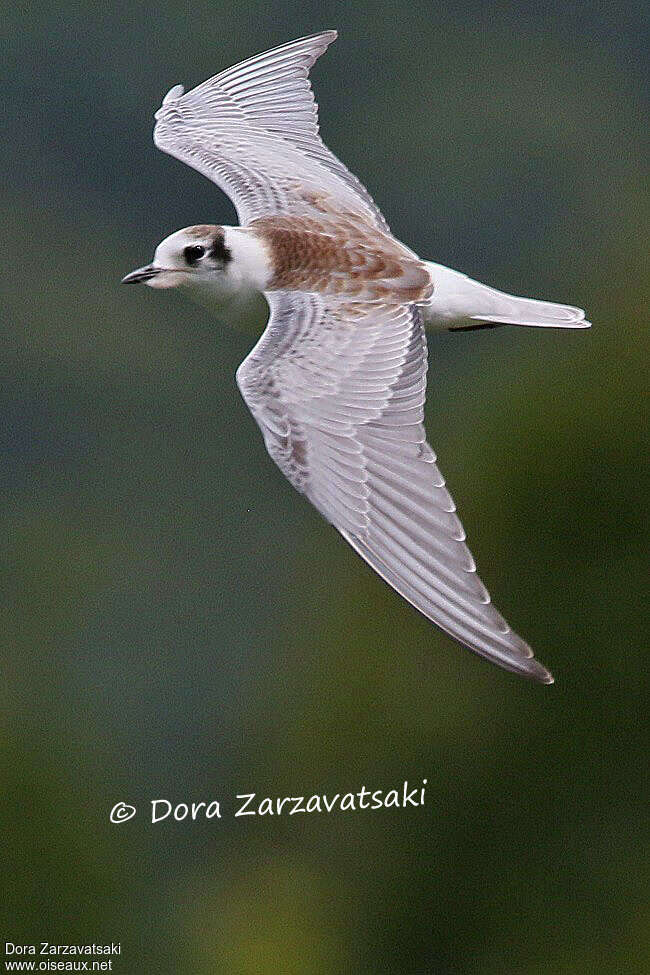 White-winged Ternjuvenile, identification, Flight