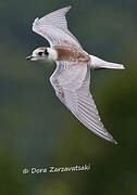 White-winged Tern