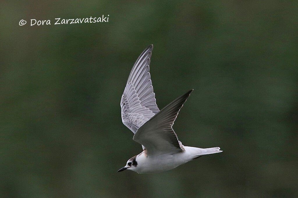 Guifette leucoptèrejuvénile, Vol