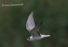 White-winged Tern