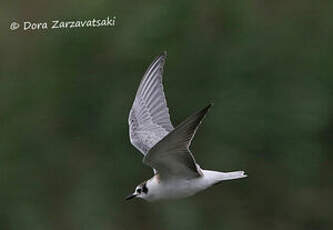 Guifette leucoptère