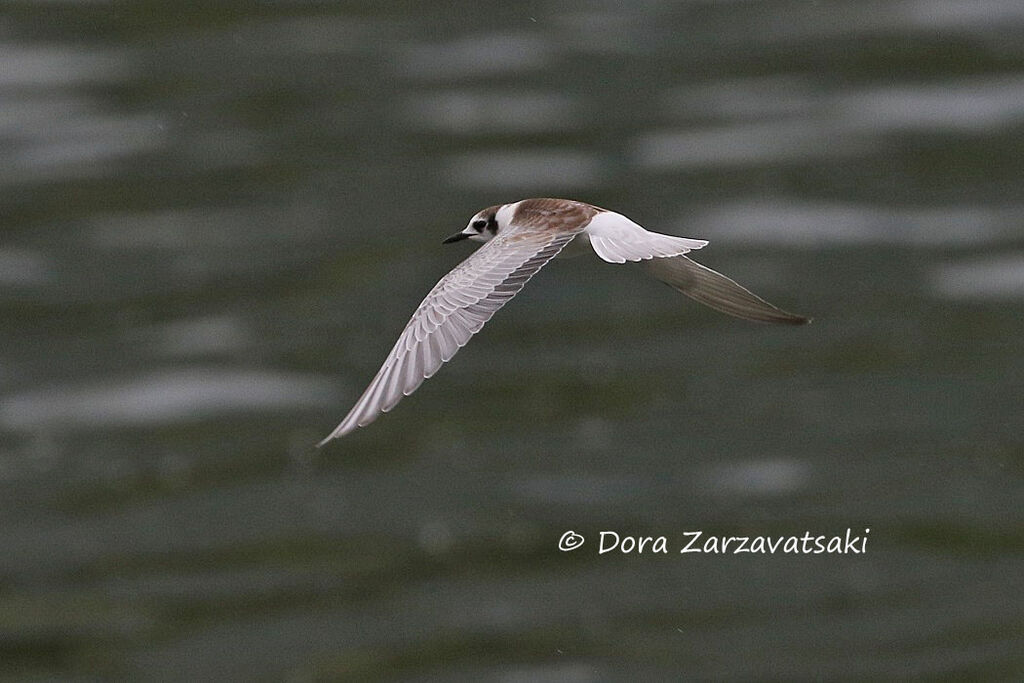 Guifette leucoptèrejuvénile, Vol