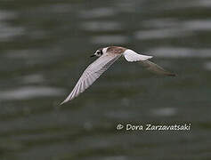 White-winged Tern