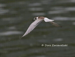 Guifette leucoptère