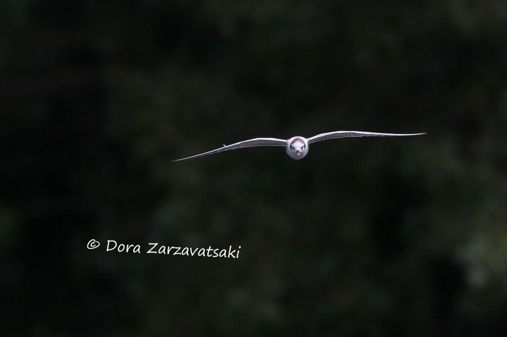 Guifette leucoptèrejuvénile, Vol