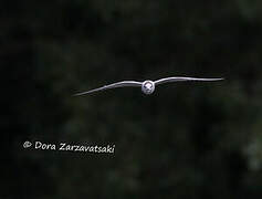 White-winged Tern