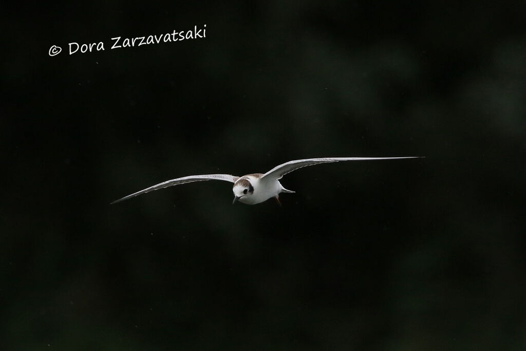 Guifette leucoptèrejuvénile, Vol