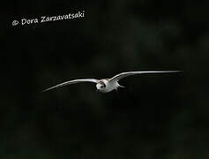 White-winged Tern