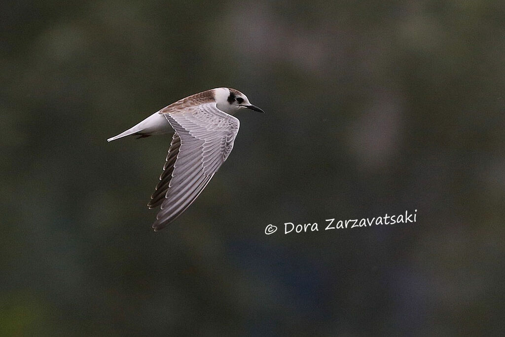 Guifette leucoptèrejuvénile, Vol