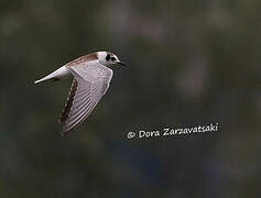 White-winged Tern