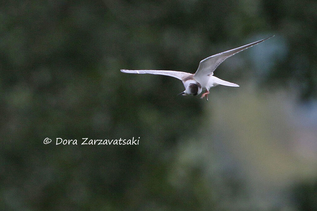 White-winged Ternjuvenile, Flight, Behaviour