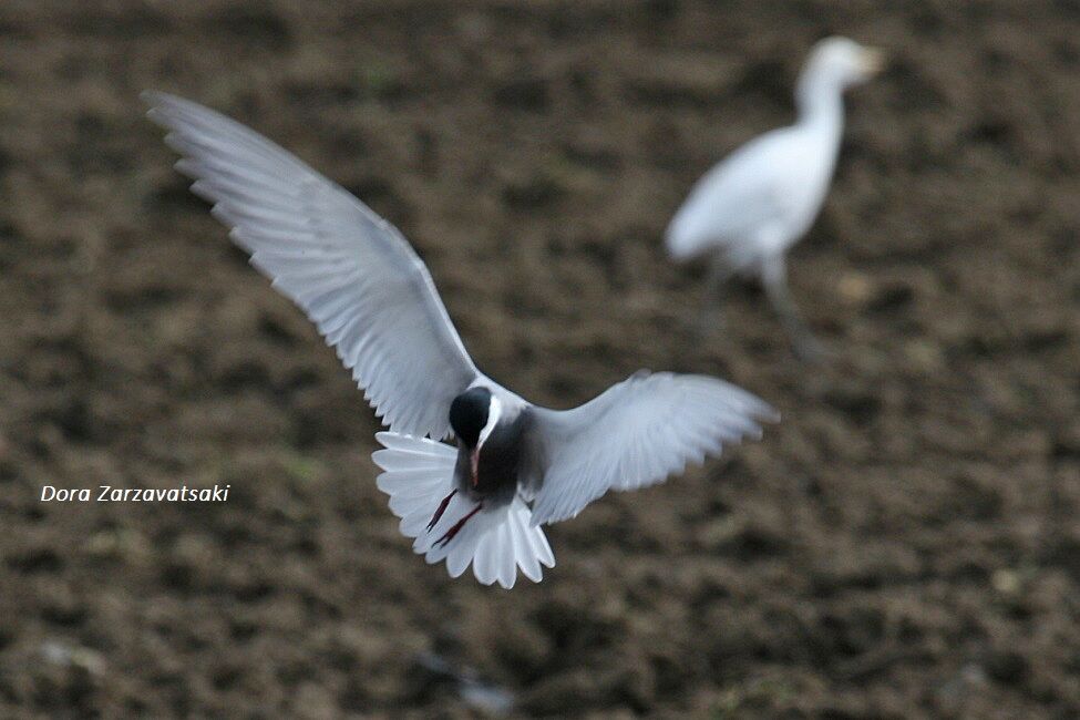 Whiskered Tern