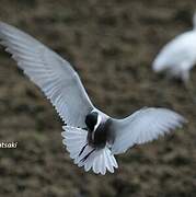 Whiskered Tern