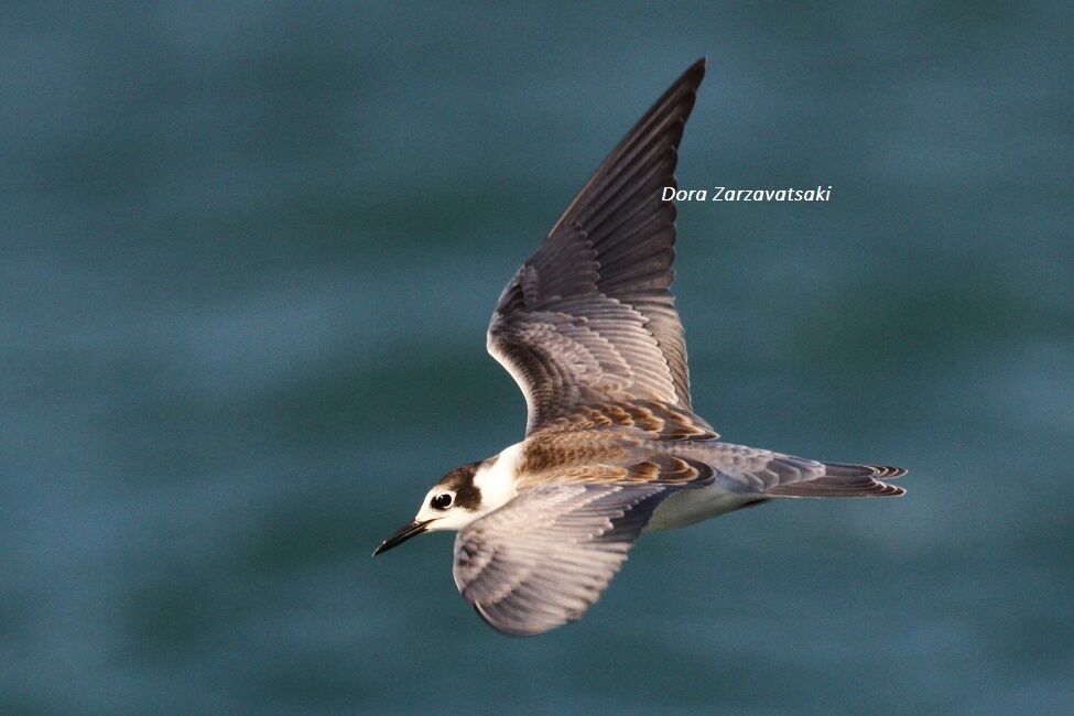 Black Tern