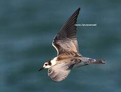 Black Tern