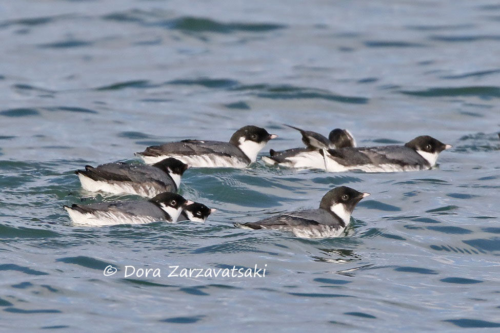 Guillemot à cou blanc