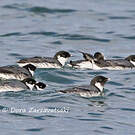 Guillemot à cou blanc