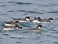 Guillemot à cou blanc