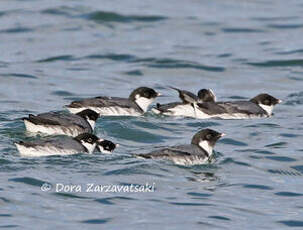 Guillemot à cou blanc