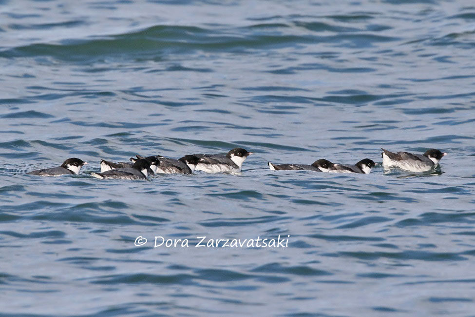 Guillemot à cou blanc