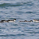 Guillemot à cou blanc
